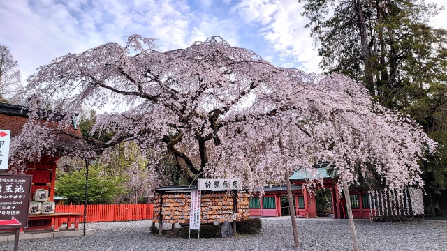 桜の季節の 富士山 本宮浅間大社